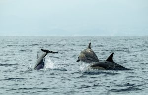 Dolphins in Lošinj: Meet the Wild Stars of the Adriatic
