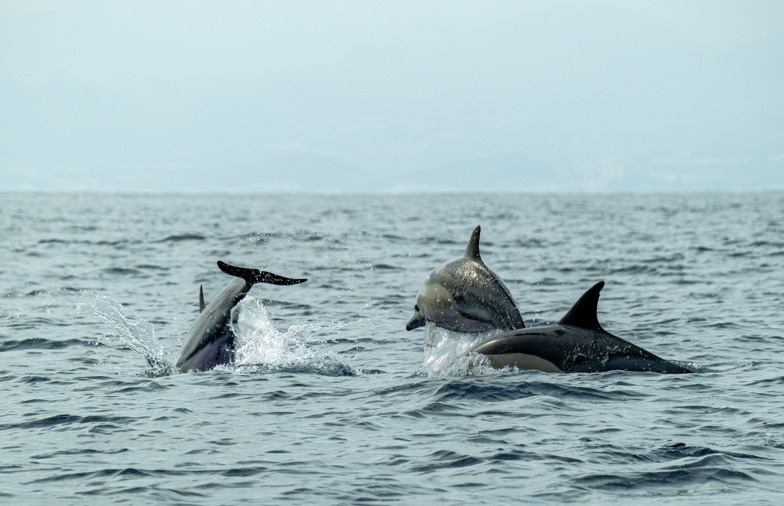 Dolphins in Lošinj: Meet the Wild Stars of the Adriatic